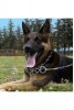 Zincir Tasma Köpek Bağlama Zinciri Köpek Zinciri 6mm Cılbır Zincir 5 Adet 200cm