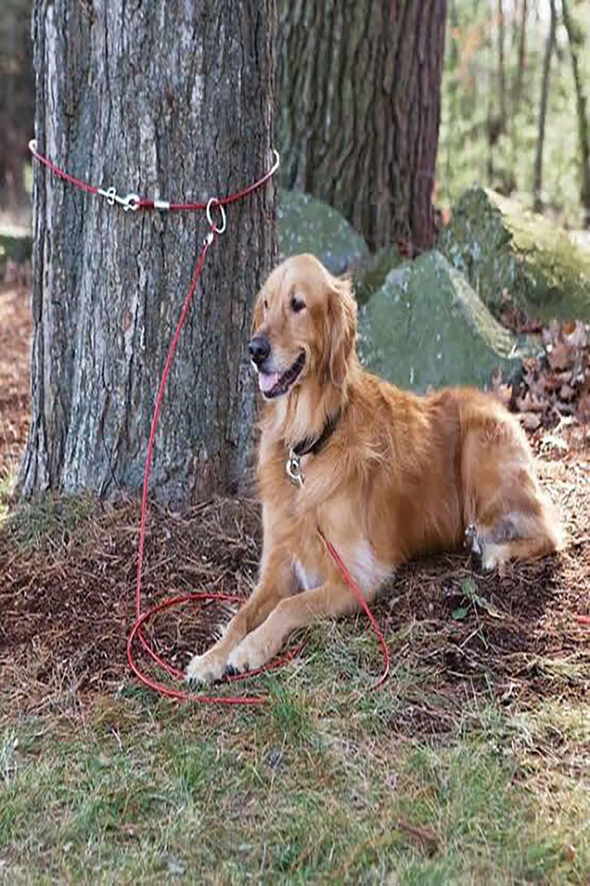 6 Mm 1,5 Metre Köpek Bahçe Bağlama Halatııı