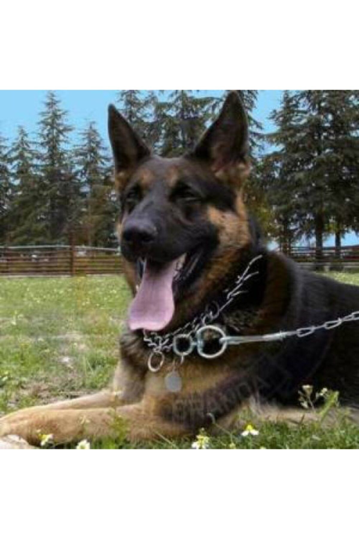 Zincir Tasma Köpek Bağlama Zinciri Köpek Zinciri 4mm Cılbır Zincir 5 Adet 200cm