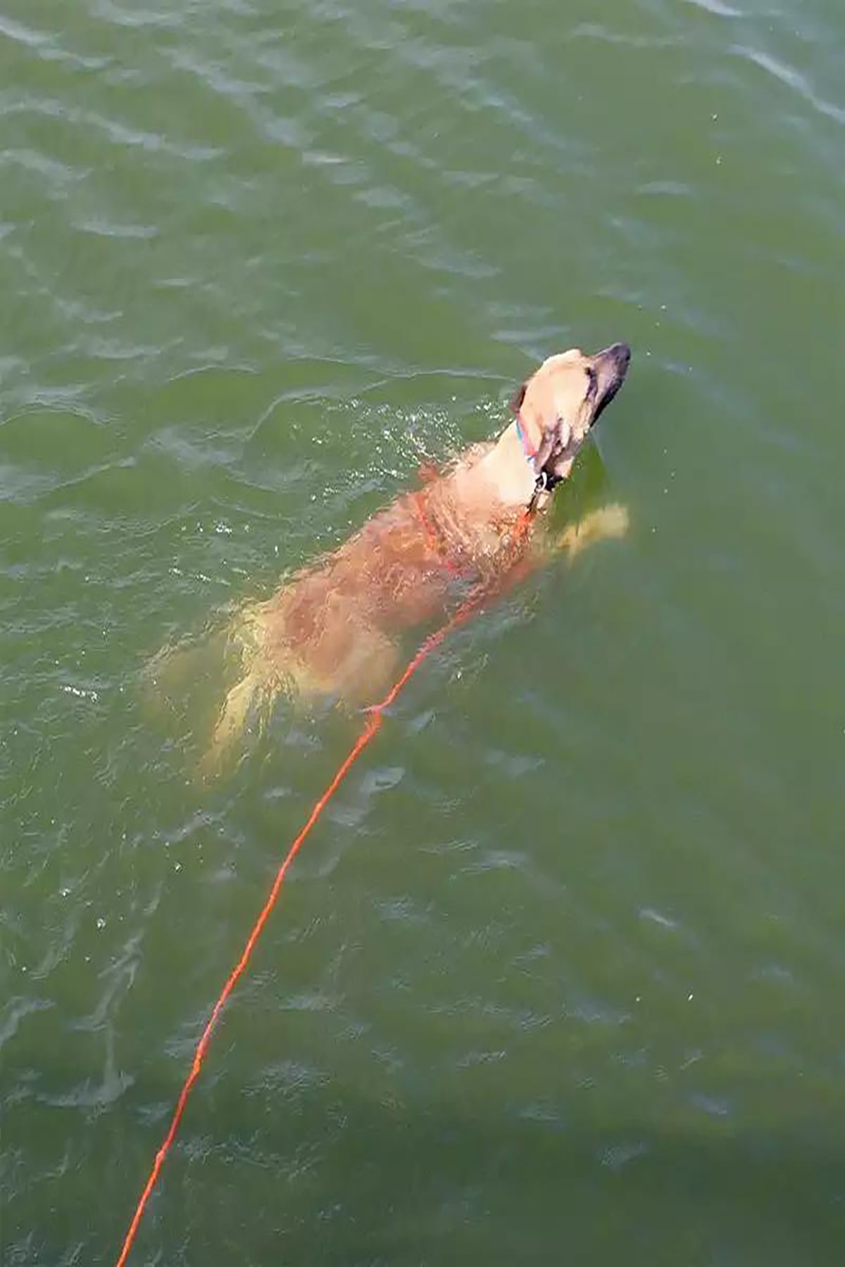 Çelik Presli 15 Metre Köpek Bahçe Bağlama Gezdirme Kayışı Sevk Kayışı