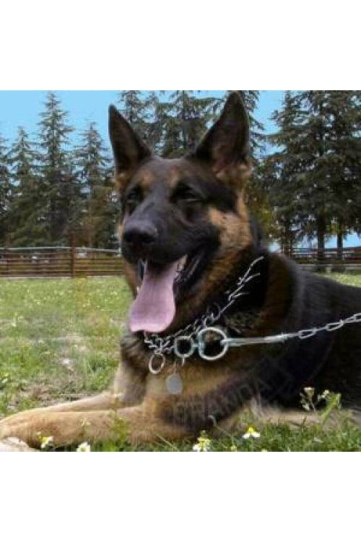 Zincir Tasma Köpek Bağlama Zinciri Köpek Zinciri 3mm Cılbır Zincir 5 Adet 200cm