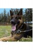 Zincir Tasma Köpek Bağlama Zinciri Köpek Zinciri 3mm Cılbır Zincir 5 Adet 200cm